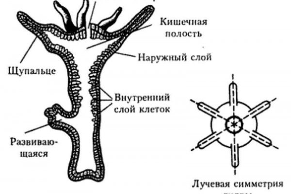 Kraken14.at